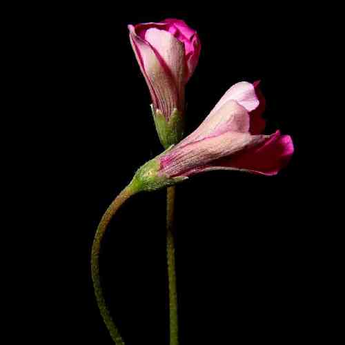 فرزاد نظری عشق مجازی